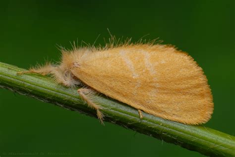 Yellow Tussock Moth Tussock Moth Any Of A Group Of Moths Flickr