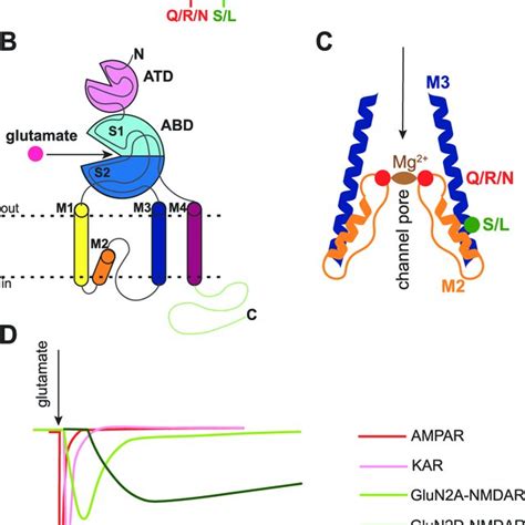 Schematic summary of glutamate receptor agonists and antagonists most ...