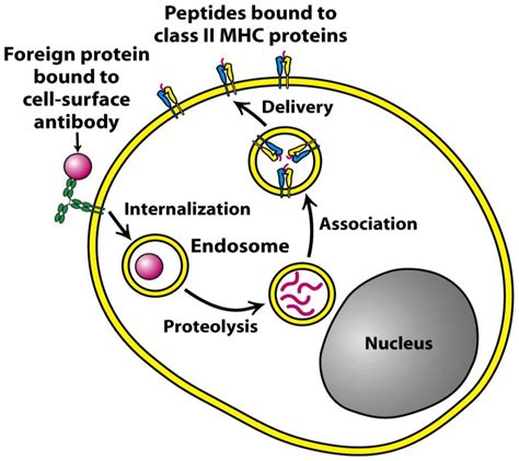 3 Recognition Molecules MHC Molecules Greek Doctor