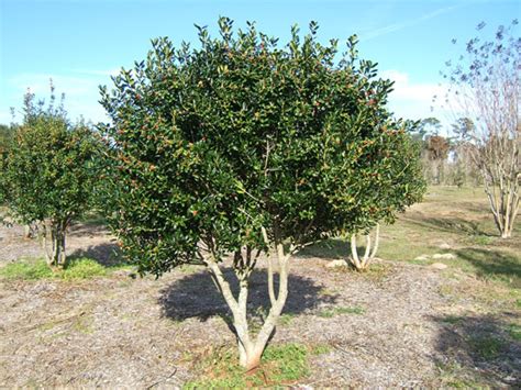 Ilex Cornuta Burfordii Pictures Trees And Power Lines Edward F