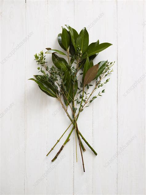 Magnolia Leaf Steams And Eucalyptus Parvifolia Stems Stock Image