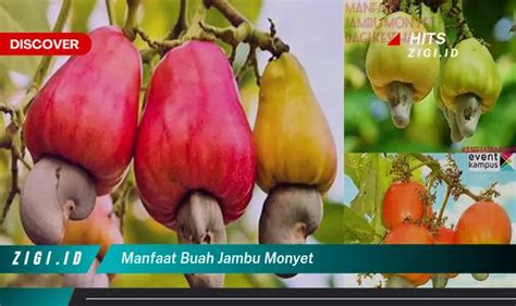 Ketahui Manfaat Buah Jambu Monyet Yang Bikin Kamu Penasaran