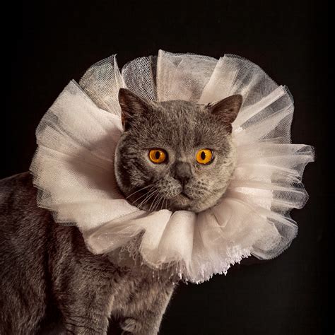 The Elizabethan Cat Collars Ad Campaigns