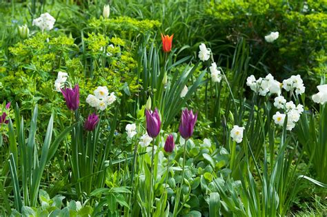 Fleurs Bulbes De Printemps Nos Id Es De Plantation