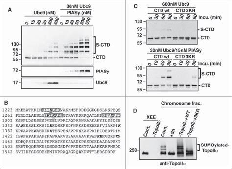 Identification Of Major Sumoylation Sites On Topoiia Ctd A In