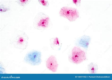 Epithelial Cell Microscope