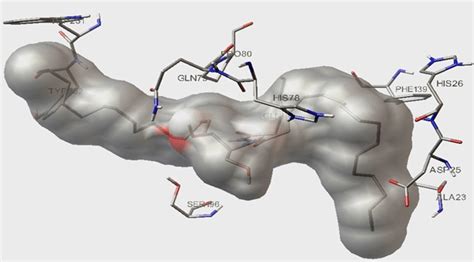 Ceramide Bound To Ten Residues Of Mmp Three Were At Active Site