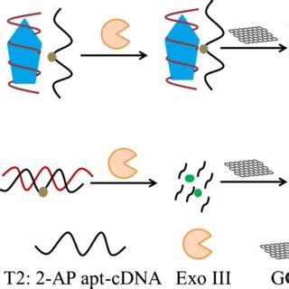 Schematic Illustration Of The Principle Of Cea Detection Assay