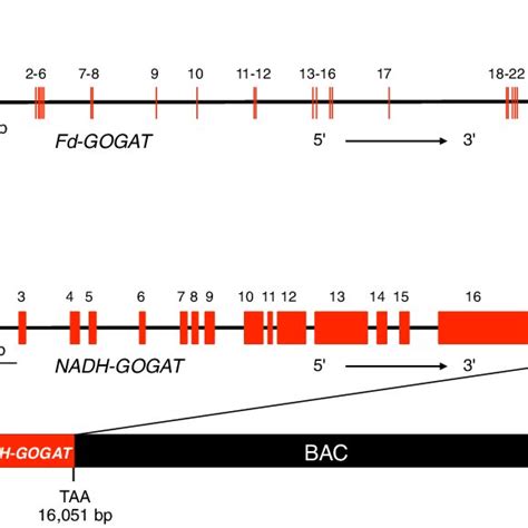 Structure Of The Fd Gogat And Nadh Gogat Genes In Pine A Fd Gogat Gene