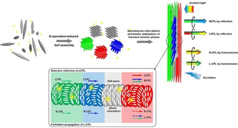 Optically Ambidextrous Reflection And Luminescence In Self Organized