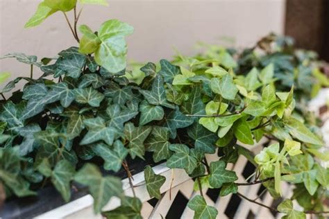 Quelles Plantes Choisir Pour Son Balcon Interflora