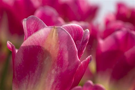 Closeup Of A Pink Tulip Stock Photo Image Of Fragrance 33095260