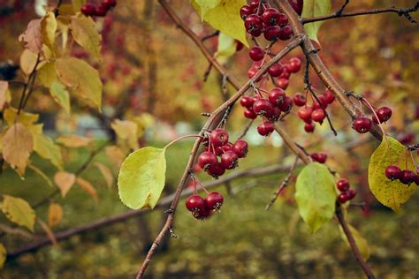 Hawthorn Fruits Branch Free Photo On Pixabay Pixabay