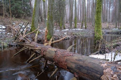 Vieille For T Dans Le Marais Des Troncs D Arbres Pais Recouverts De