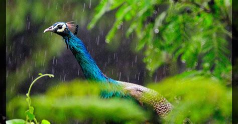 Protogenic Portrayals Jitesh Raghuwanshi Photography Peacock In Rain