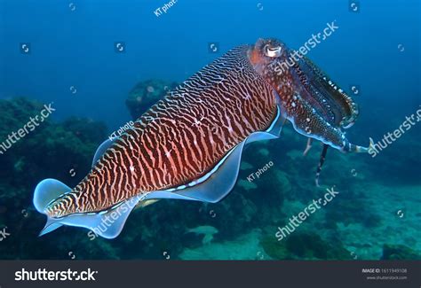 Detail Pharaoh Cuttlefish On Coral Reef Stock Photo 1611949108