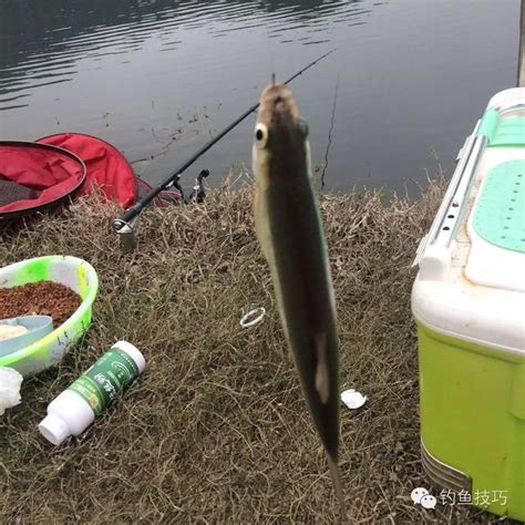 夢幻釣場升鍾湖傳來漁訊！ 每日頭條