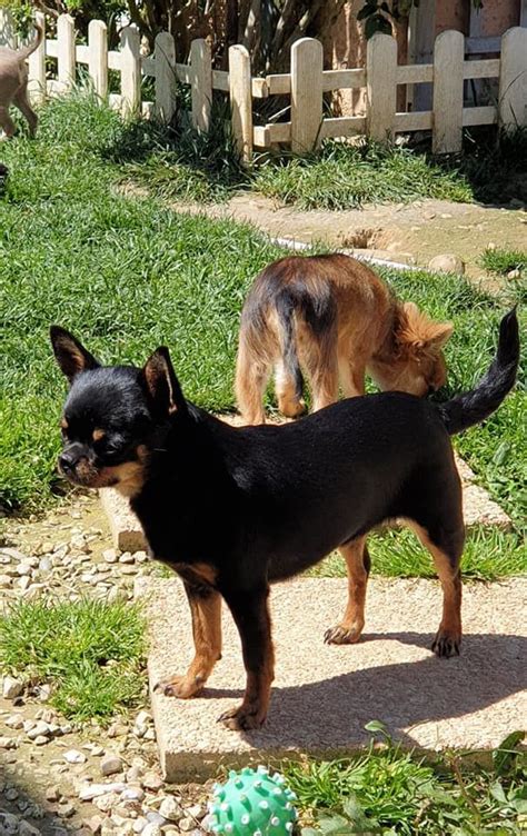 Chien Elevage Des Anges De La Chapelle