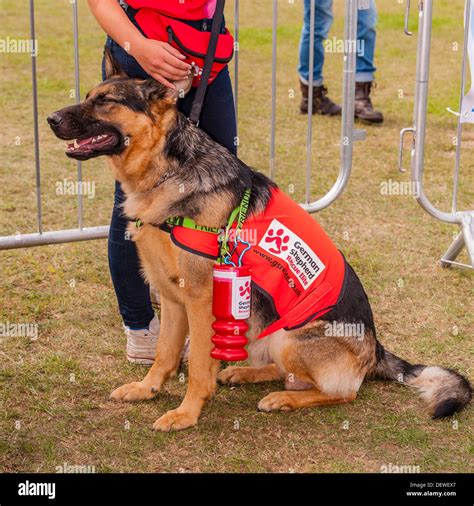 Berger Allemand Chien De Sauvetage Banque De Photographies Et Dimages