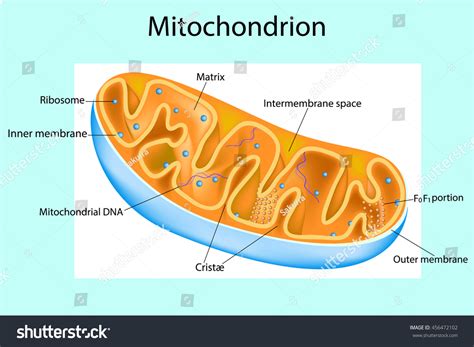 Components Typical Mitochondrion Structure Interactive Diagram Stock ...