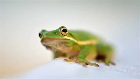 American Green Tree Frog Habitat: A GeoZoo Guide