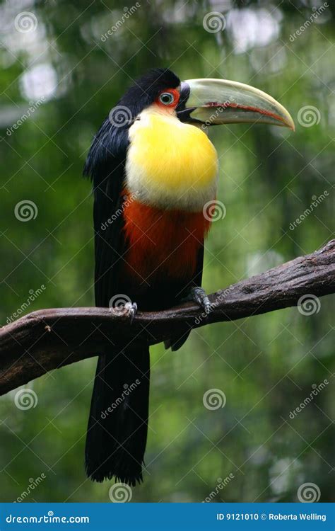 Toucan Bird On A Branch Brazil Stock Photo Image Of Branch Natural