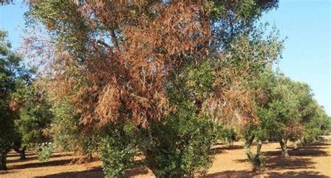 Xylella Confagricoltura Accelerare I Tempi Di Attuazione Del Piano