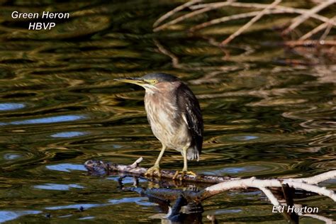 Green Heron Henderson Bird Viewing Preserve Ed Horton Flickr