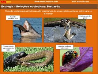 FAQBIO Apoio Ao Estudo De Biologia Ficha Resumo Ecologia