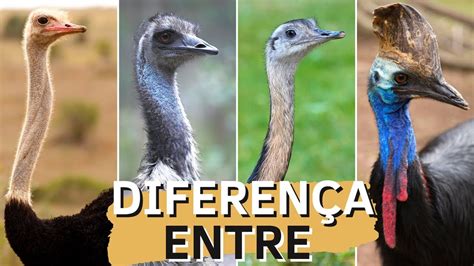 DIFERENÇA ENTRE AVESTRUZ EMA EMU E CASUAR As maiores aves YouTube