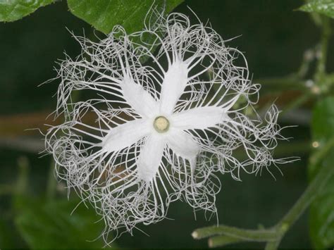 Trichosanthes Cucumerina Snake Gourd World Of Flowering Plants