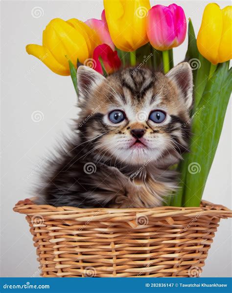 Kitten With Wide Open Eyes In A Basket With Flowers Stock Image Image