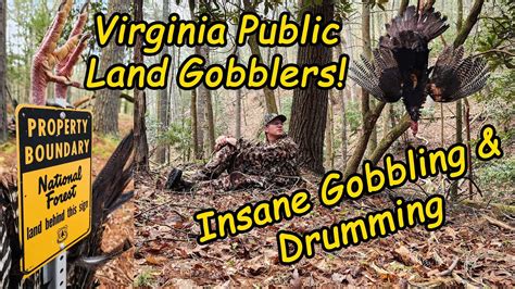 Virginia Public Land Turkey Hunting Two Longbeards In Two Days