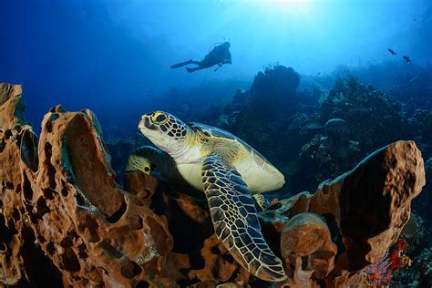 Facts About Sea Turtles & How You Can Help - Fly & Sea Dive Adventures