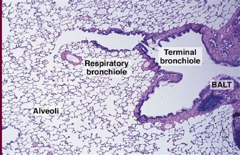 Parênquima pulmonar Histologia Veterinária