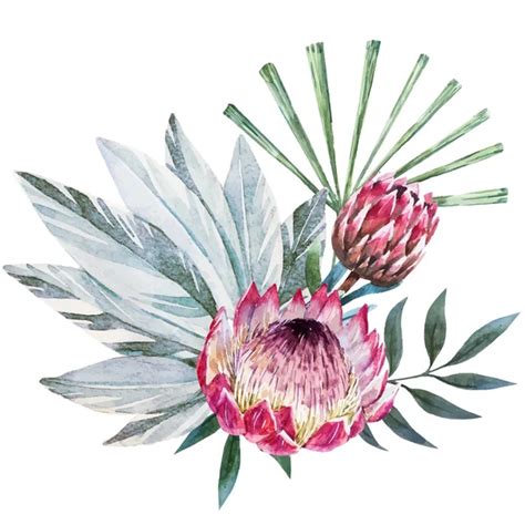 Protea Stock Vectors Royalty Free Protea Illustrations Depositphotos®