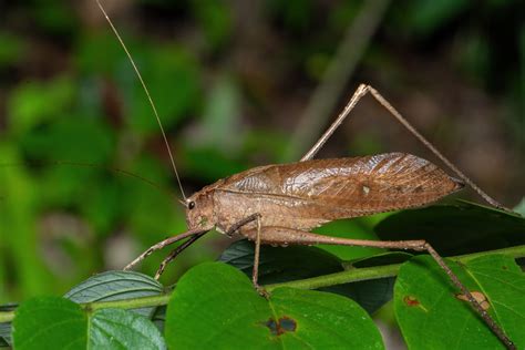 Leaf Mimic Grasshopper Craig Tuggy Flickr