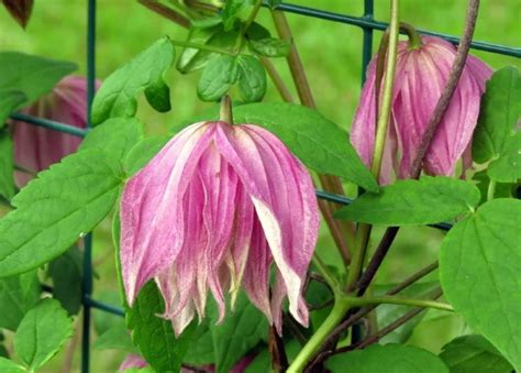 Княжики. Сорта для Подмосковья, посадка, уход, фото, названия, отзывы