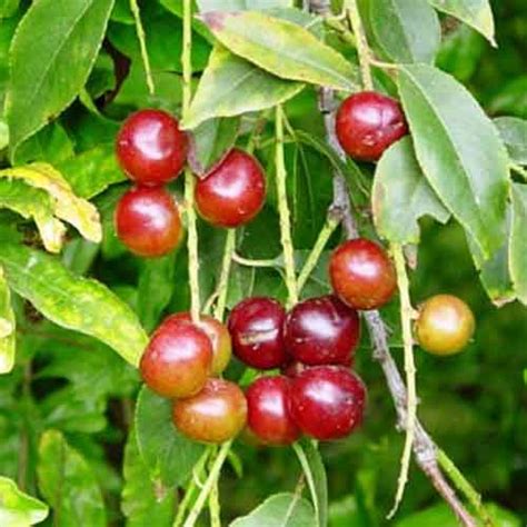 Capulines Fruit