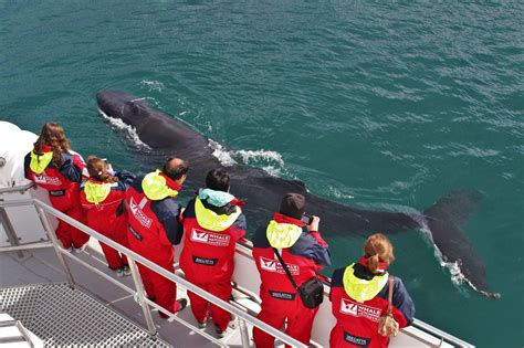 Akureyri Classic Whale Watching | Elding Adventure at Sea