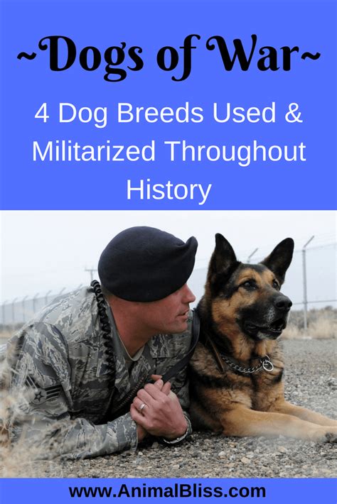 Dogs of War: 4 Dog Breeds Used and Militarized Throughout History