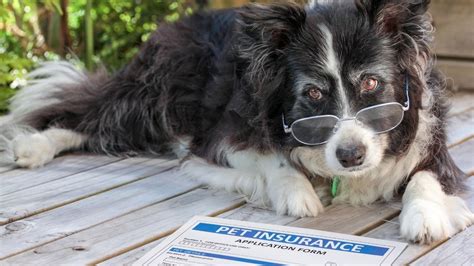 Como Tirar O Documento De Identidade Do Seu Pet Alto Astral