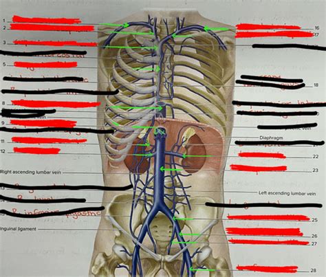 Thoracic Trunk Vein Labeled Flashcards Quizlet