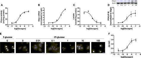 Figure 2 From Glucagon Induces Translocation Of Glucokinase From The