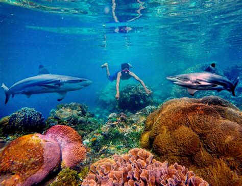 Taman Laut Selat Pantar Alor Salah Satu Taman Laut Terindah Di