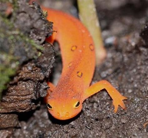 Types Of Pet Newts - amphibian plant examples