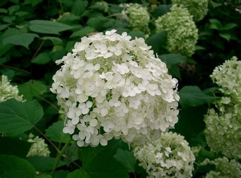 6 Hydrangea Varieties Blooming Now - Tallahassee Nurseries ...