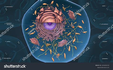 Cell Structure Functions Cell Organelles 3d Stock Illustration ...