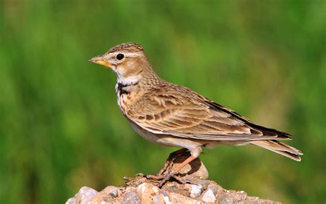 Passeriformes - Perching Birds photo gallery | Wildlife Journal Junior