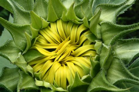 My Bloomin Sunflower Jacqueline Brooke Flickr